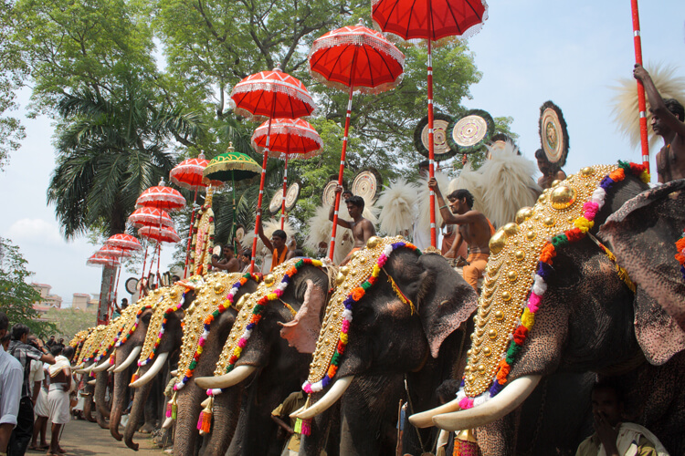 Elephant Procession